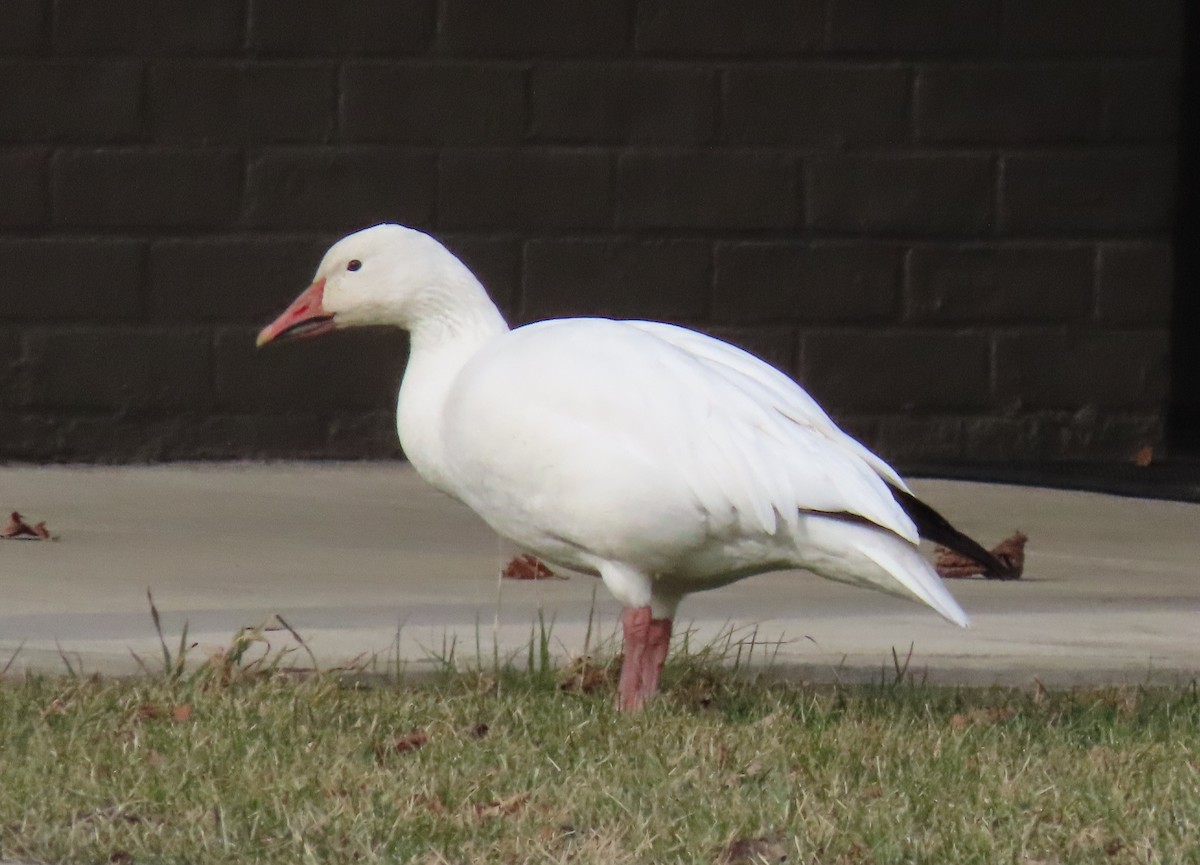 Snow Goose - ML198346921