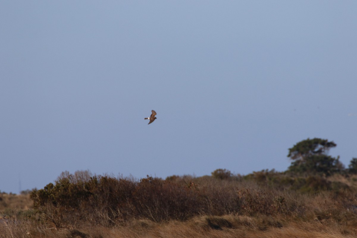 Northern Harrier - ML198348591