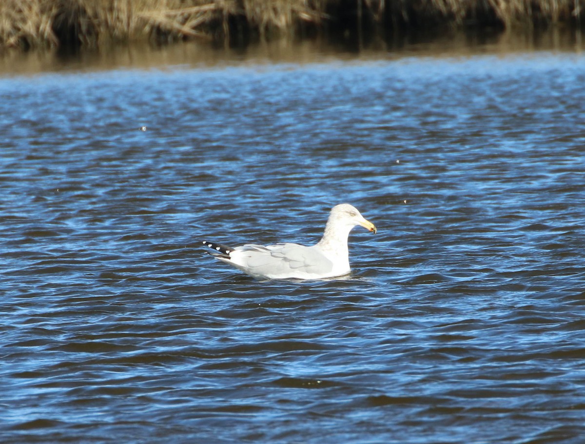 Herring Gull - ML198349611