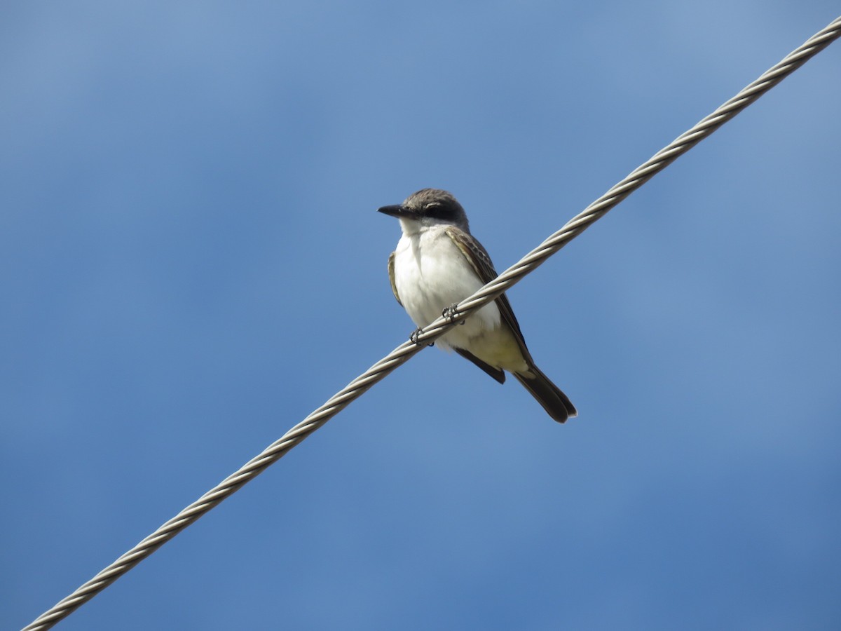 Gray Kingbird - ML198349941