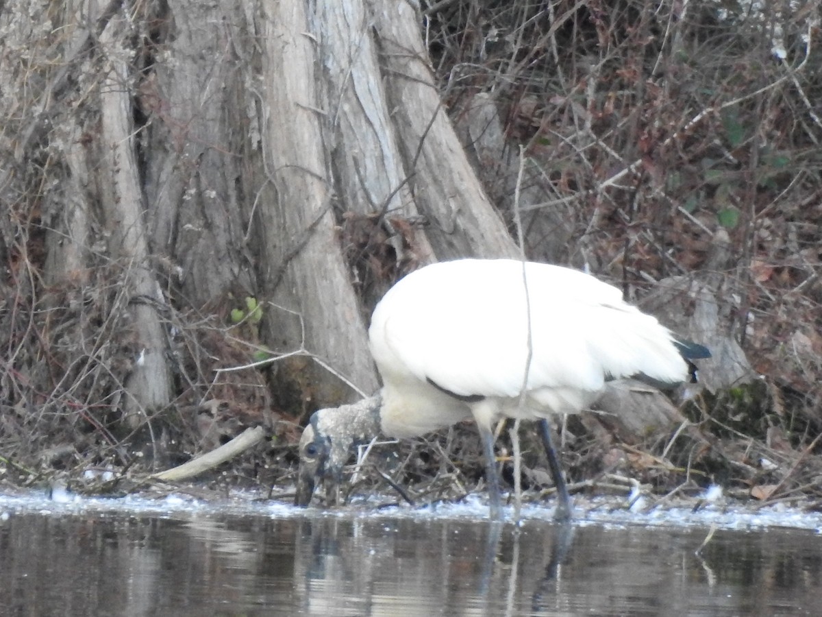 Wood Stork - ML198350911