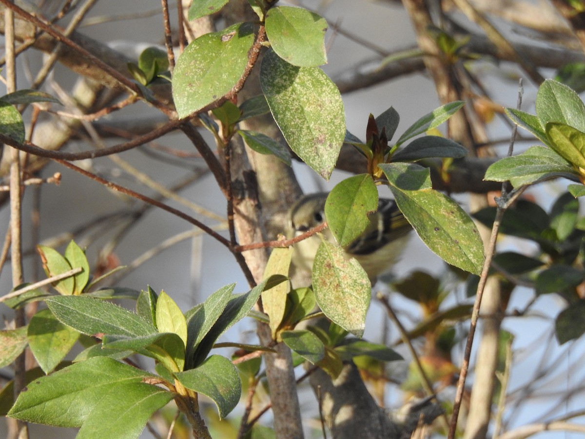 Ruby-crowned Kinglet - ML198350981