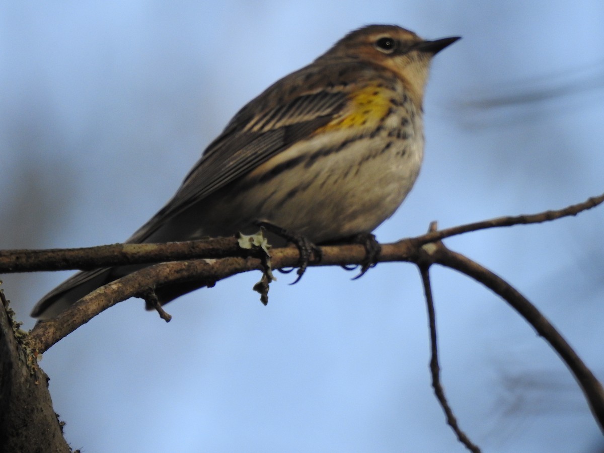 Yellow-rumped Warbler - ML198351031