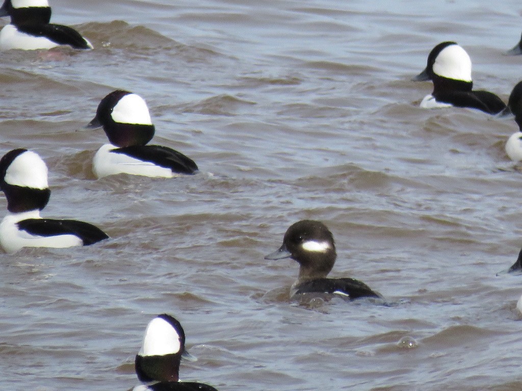 Bufflehead - ML198353891