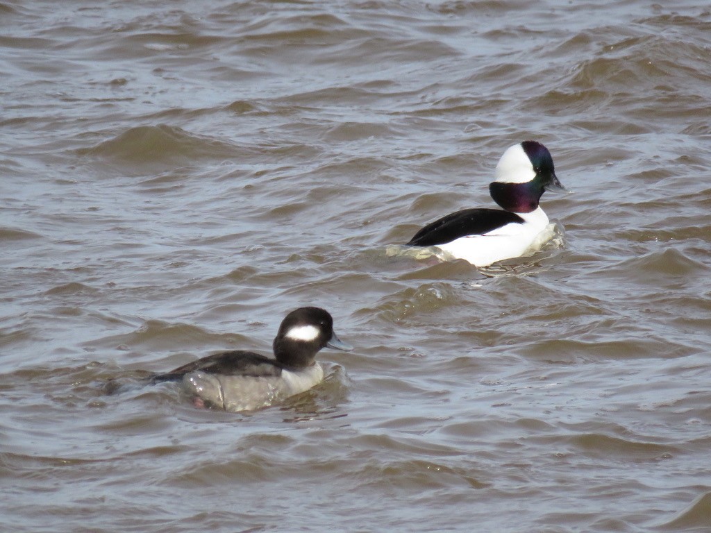 Bufflehead - ML198353921