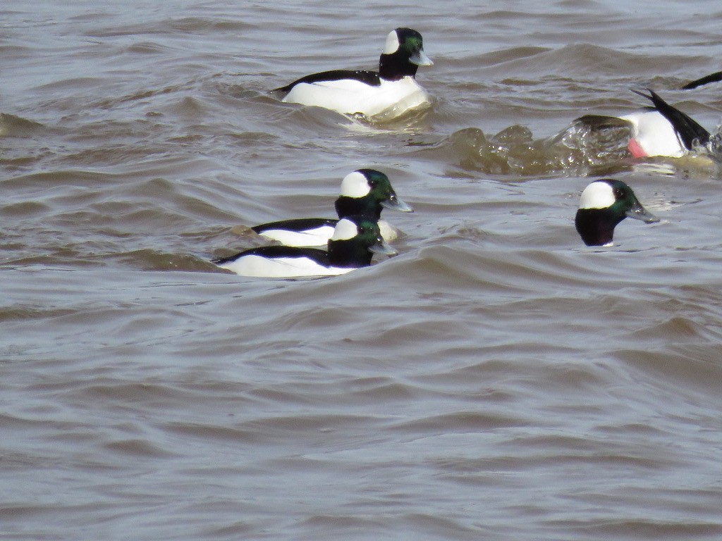 Bufflehead - ML198354631