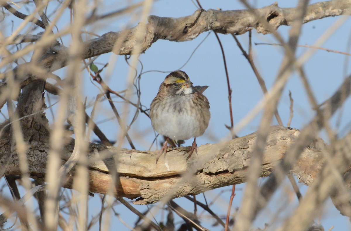 White-throated Sparrow - ML198355001