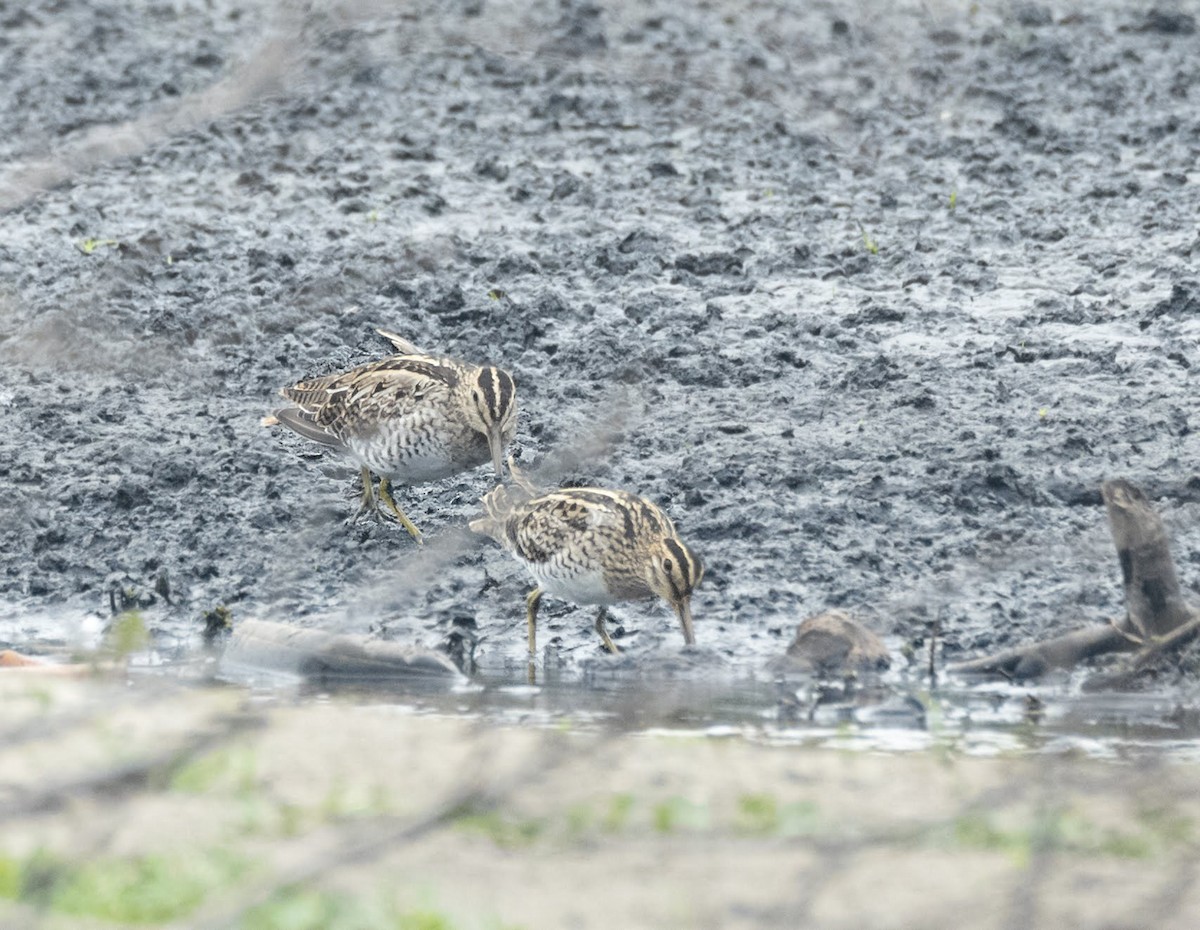 Agachadiza Japonesa - ML198355481