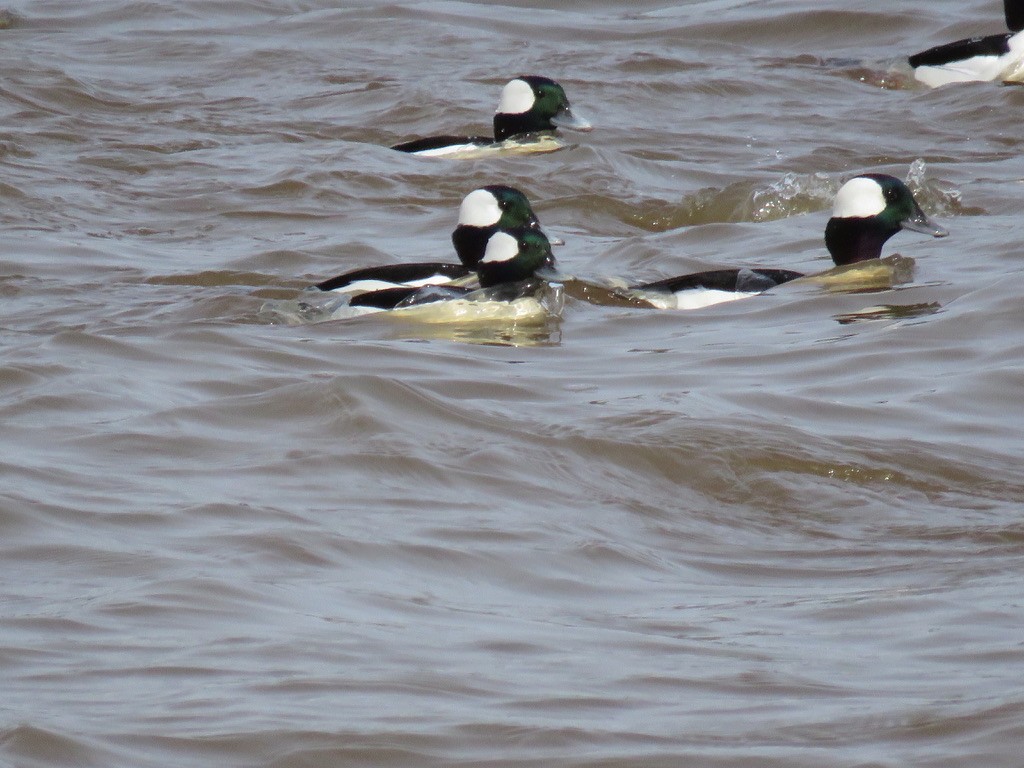 Bufflehead - ML198356351