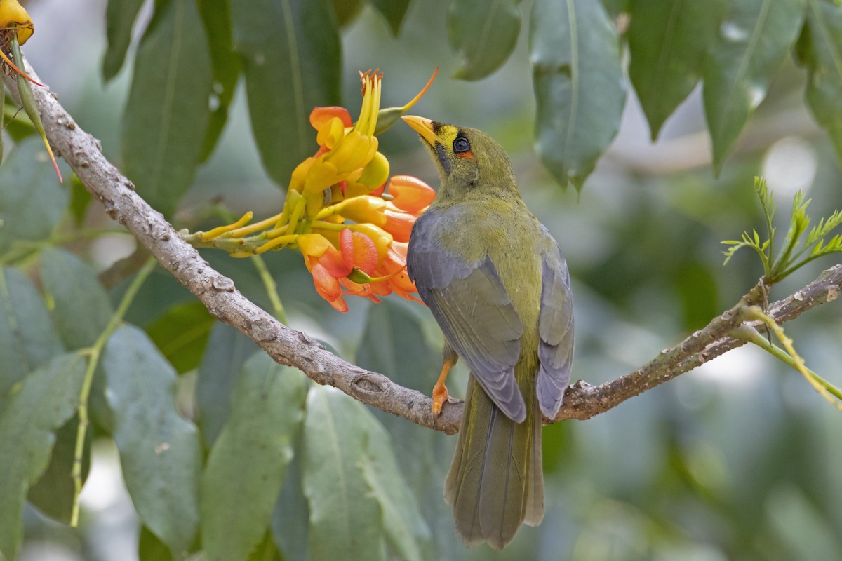 Bell Miner - ML198356611