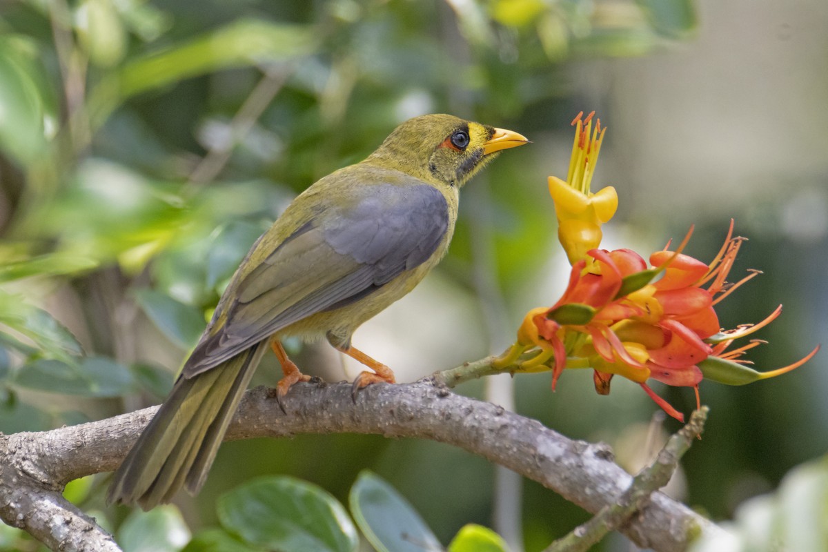 Bell Miner - ML198356761