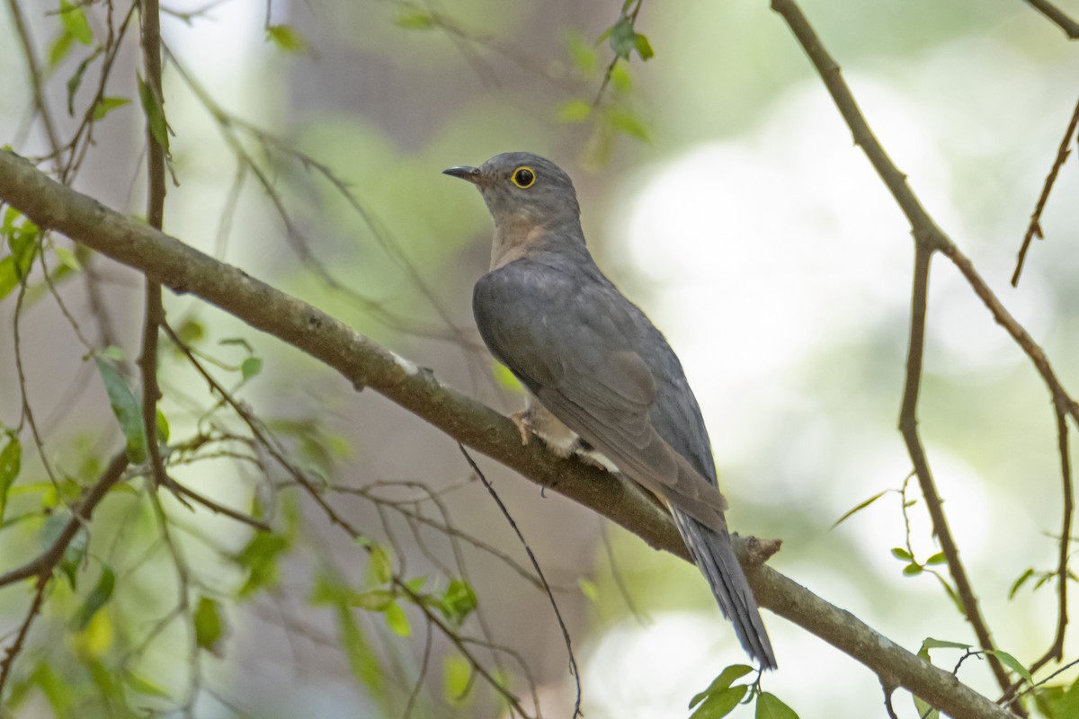 Fan-tailed Cuckoo - ML198356831