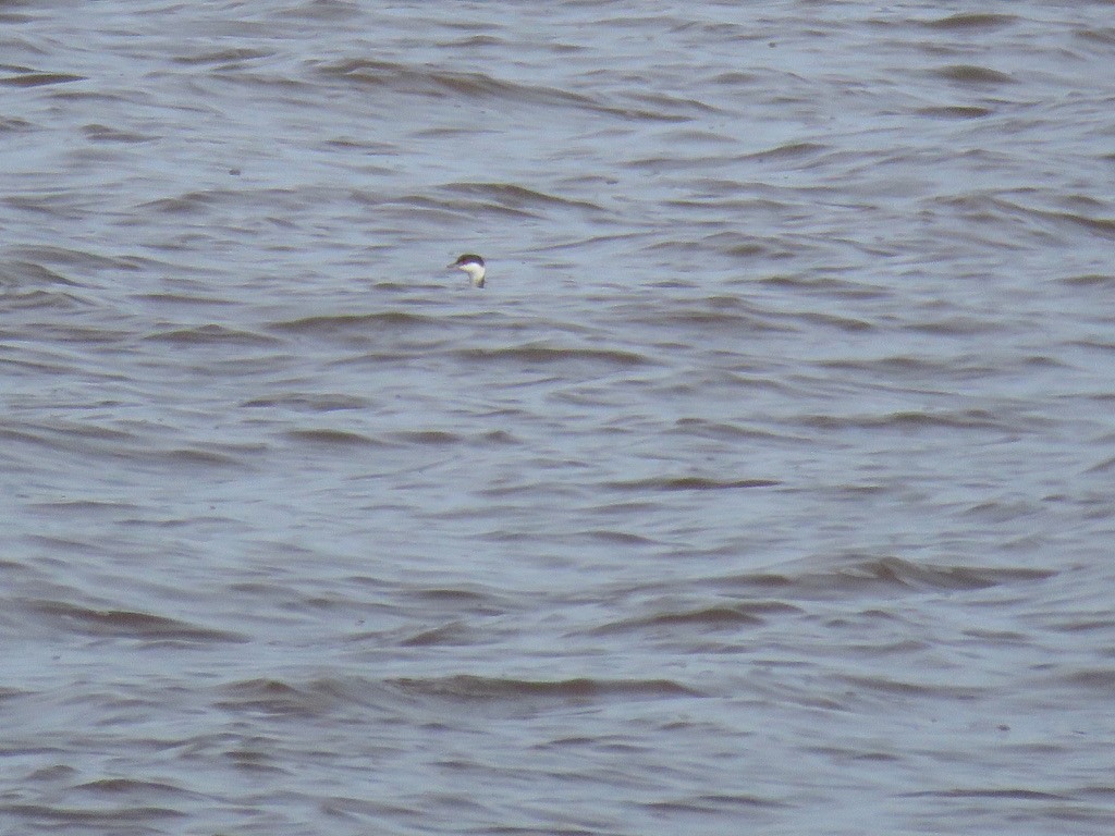 Horned Grebe - ML198357311