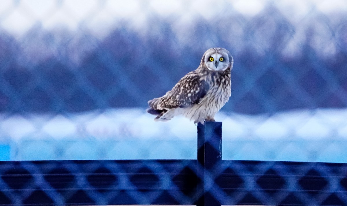 Short-eared Owl (Northern) - Gale VerHague