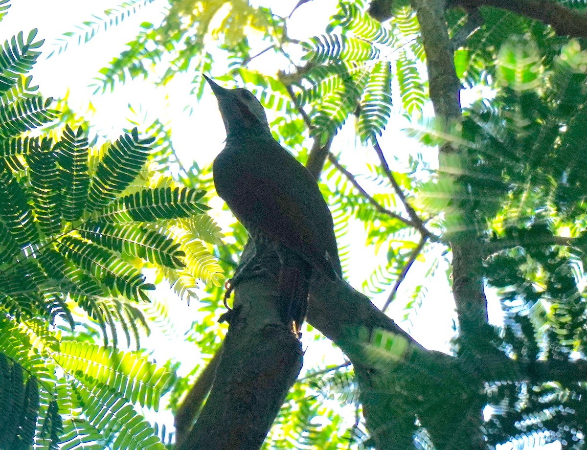 Gray-crowned Woodpecker - ML198358641