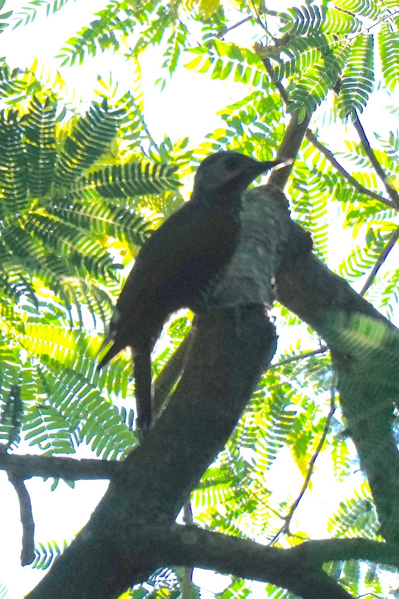 Gray-crowned Woodpecker - ML198358831