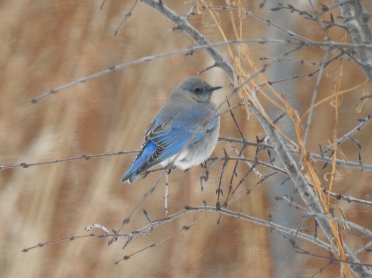 Mountain Bluebird - ML198360611