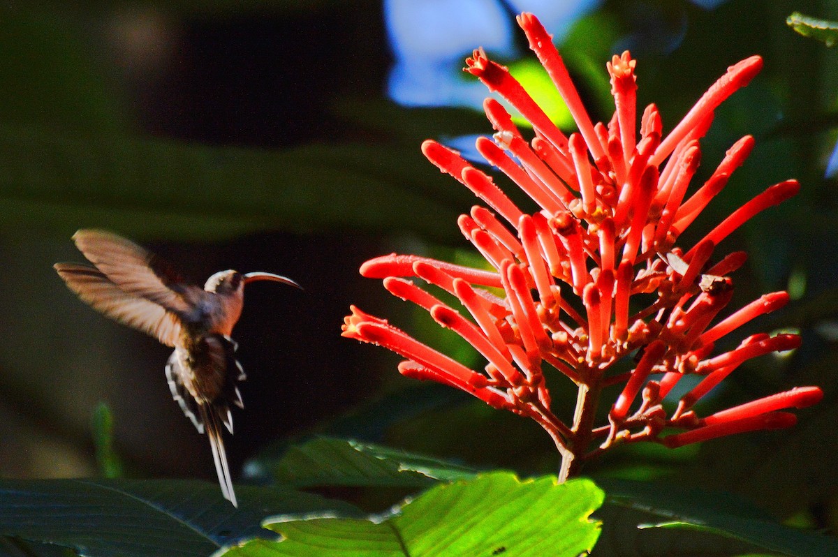 Длиннохвостый колибри-отшельник - ML198364281
