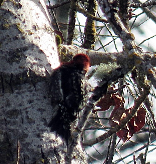 Red-breasted Sapsucker - ML198364381