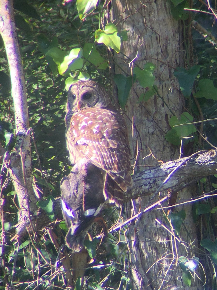 Barred Owl - ML198365701