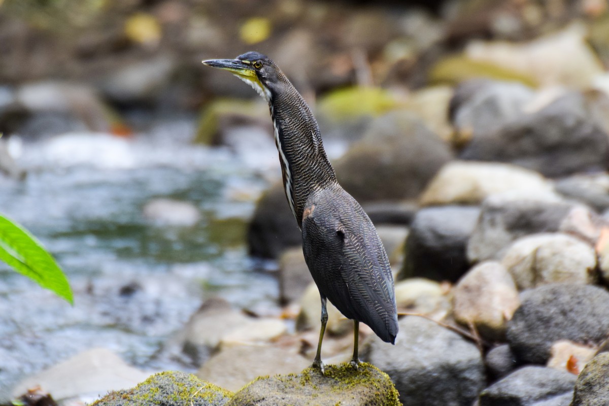 Fasciated Tiger-Heron - Alison Bentley