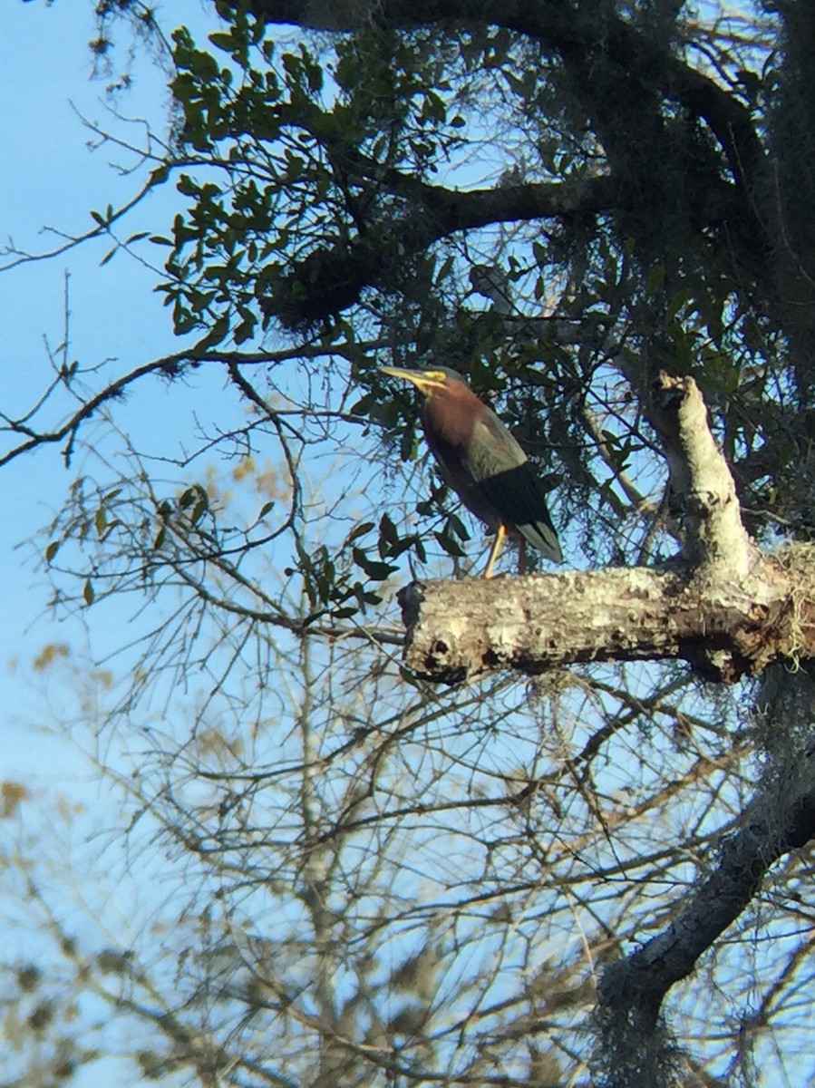 Green Heron - ML198366681