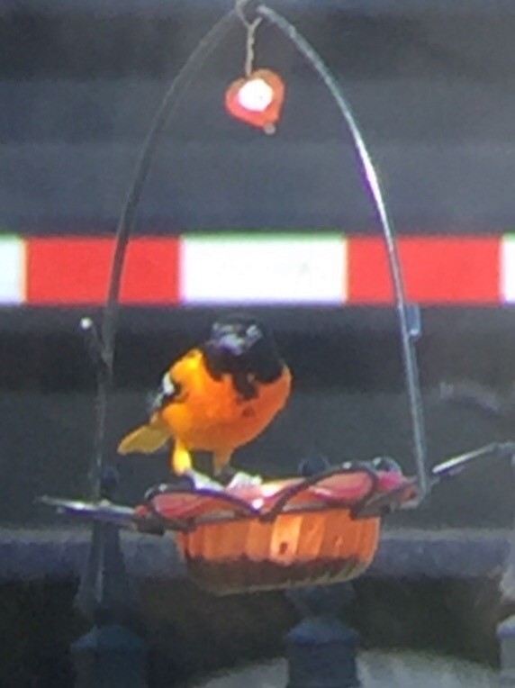 Baltimore Oriole - ML198366991