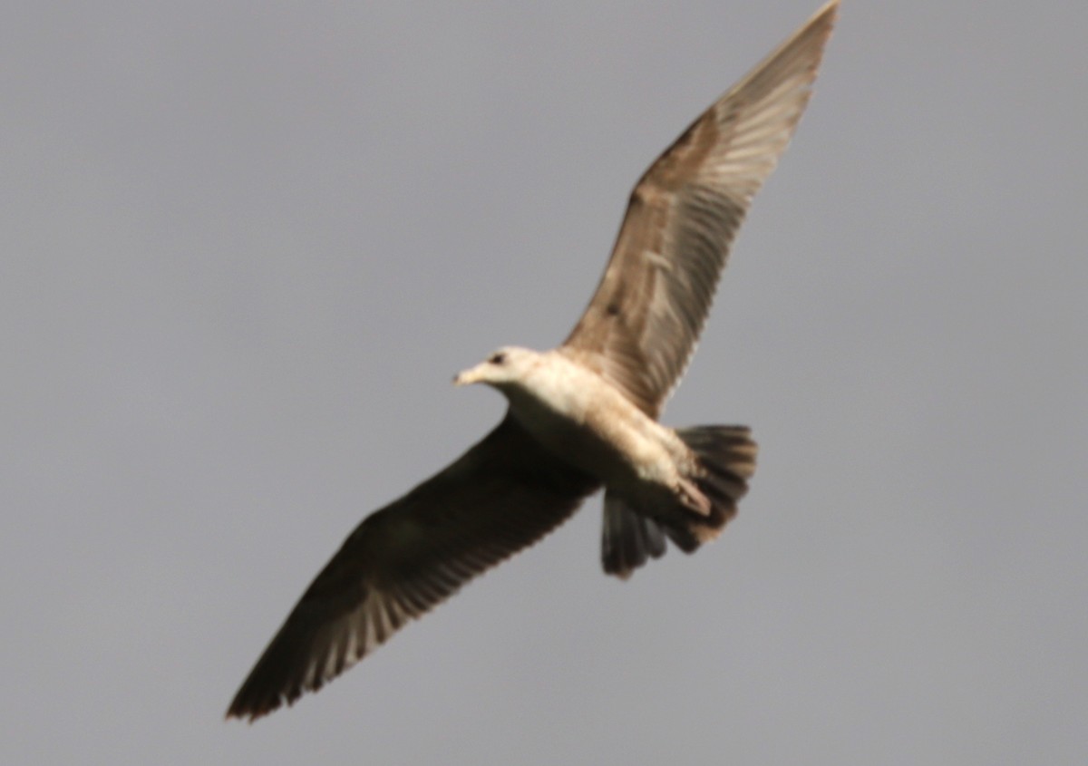 Glaucous-winged Gull - Susan Pelmulder
