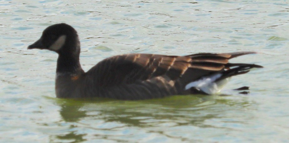 Cackling Goose - Susan Pelmulder