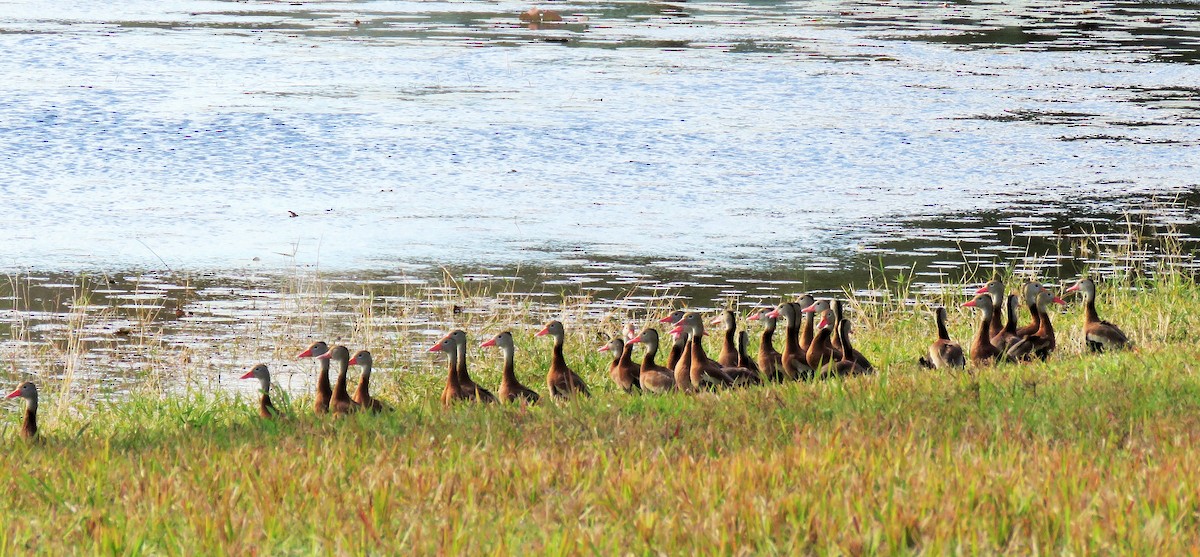 Black-bellied Whistling-Duck - ML198368831