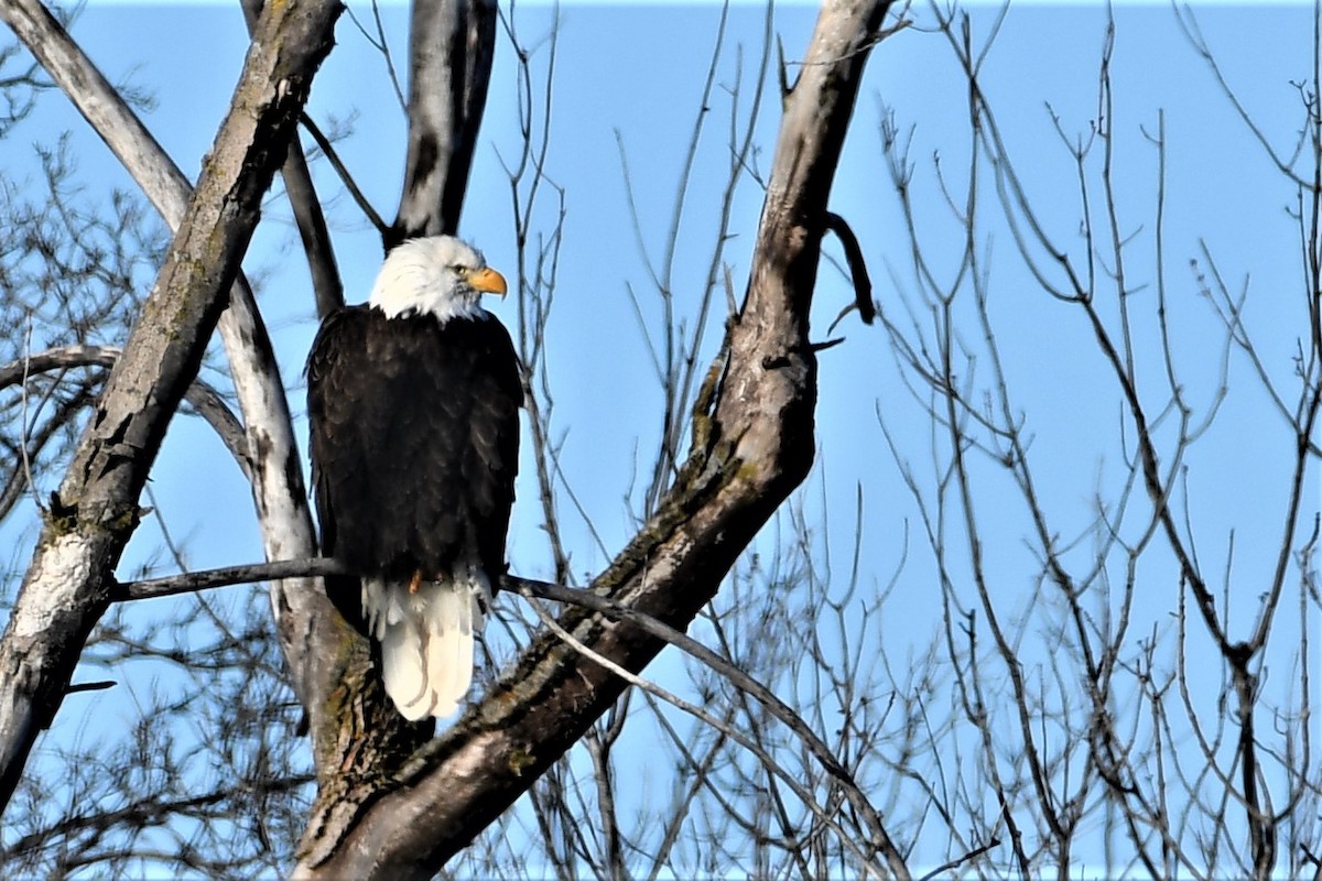 Bald Eagle - ML198369991