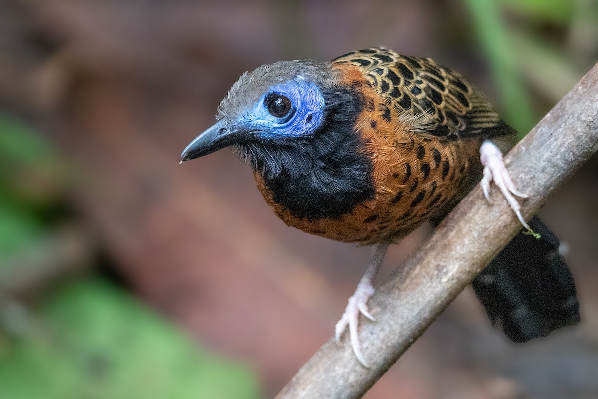 Ocellated Antbird - Bradley Hacker 🦜