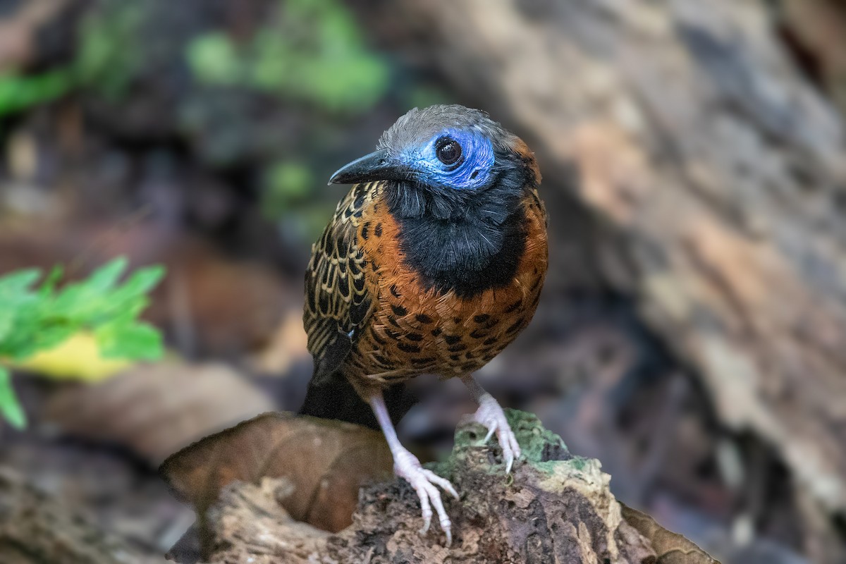 Ocellated Antbird - ML198371061