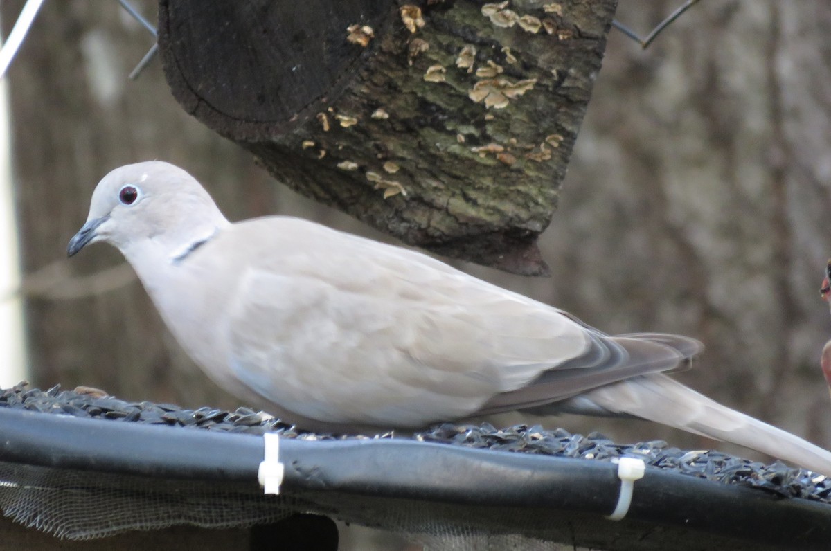 Eurasian Collared-Dove - ML198371421