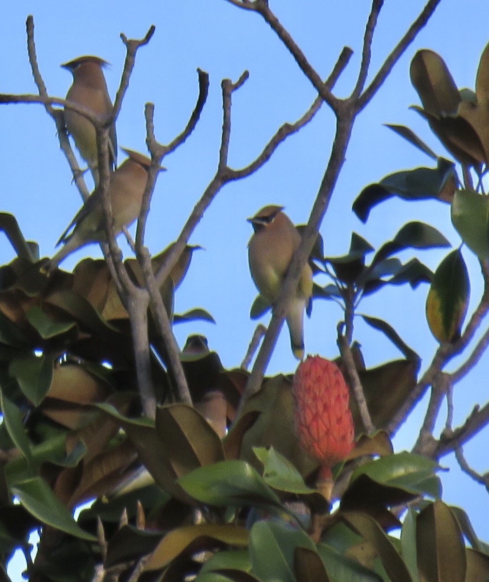 Cedar Waxwing - Nancy Salem