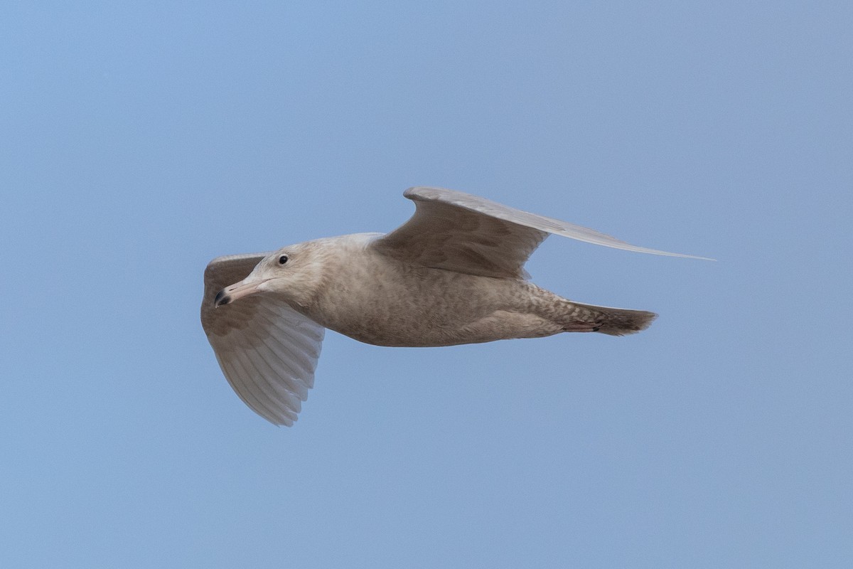 Glaucous Gull - Eric Zawatski