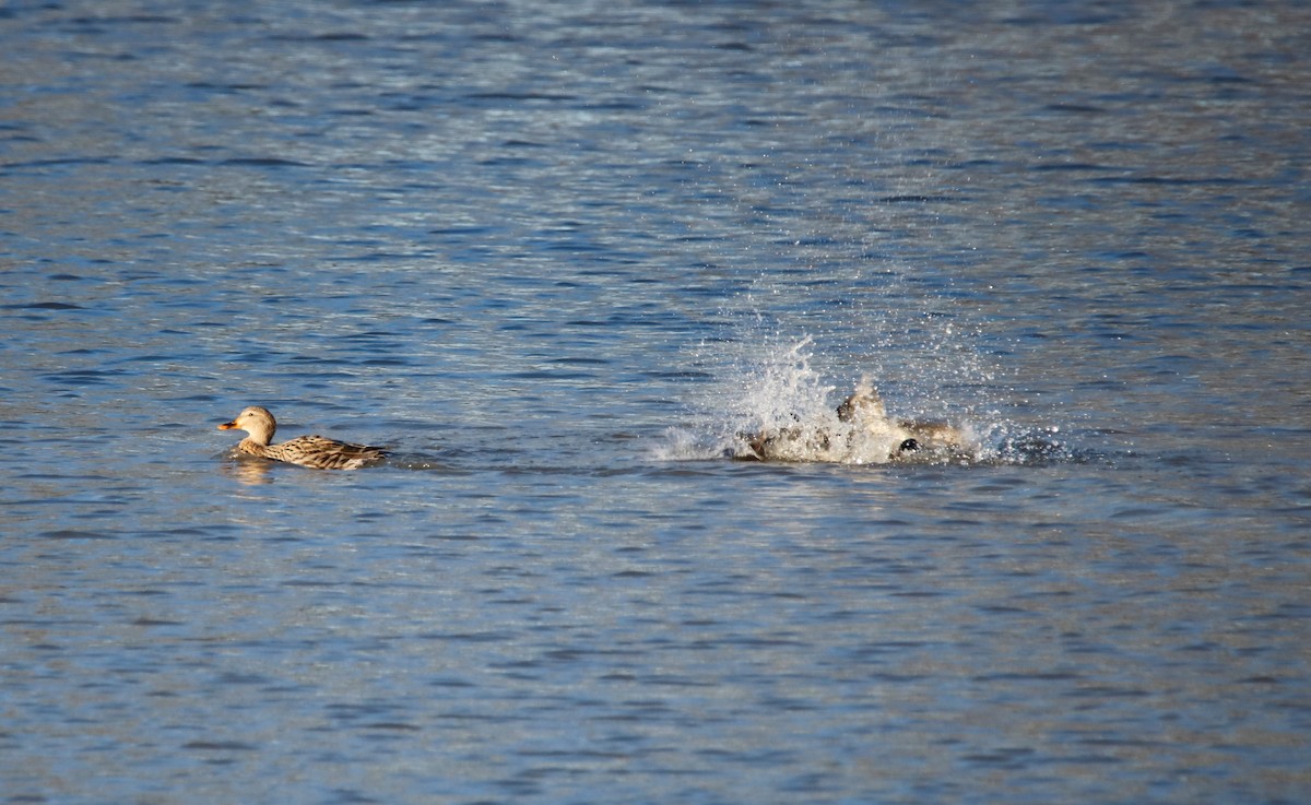 Mallard - ML198374601