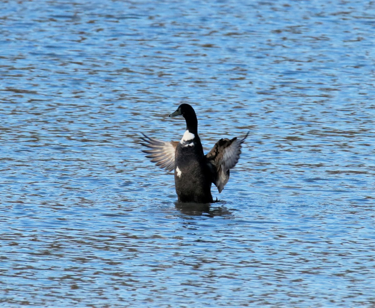 Mallard (Domestic type) - ML198374621