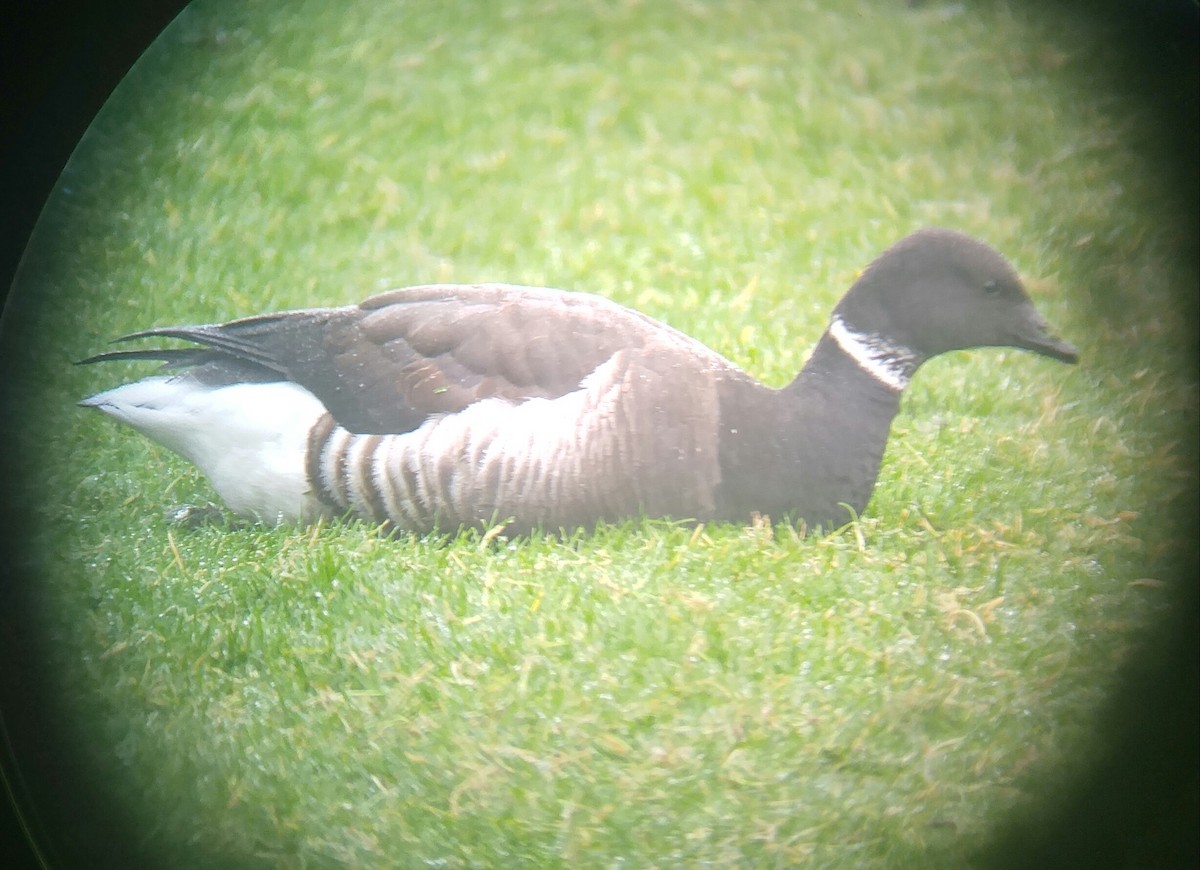 Хар толгойт галуу - ML198374731