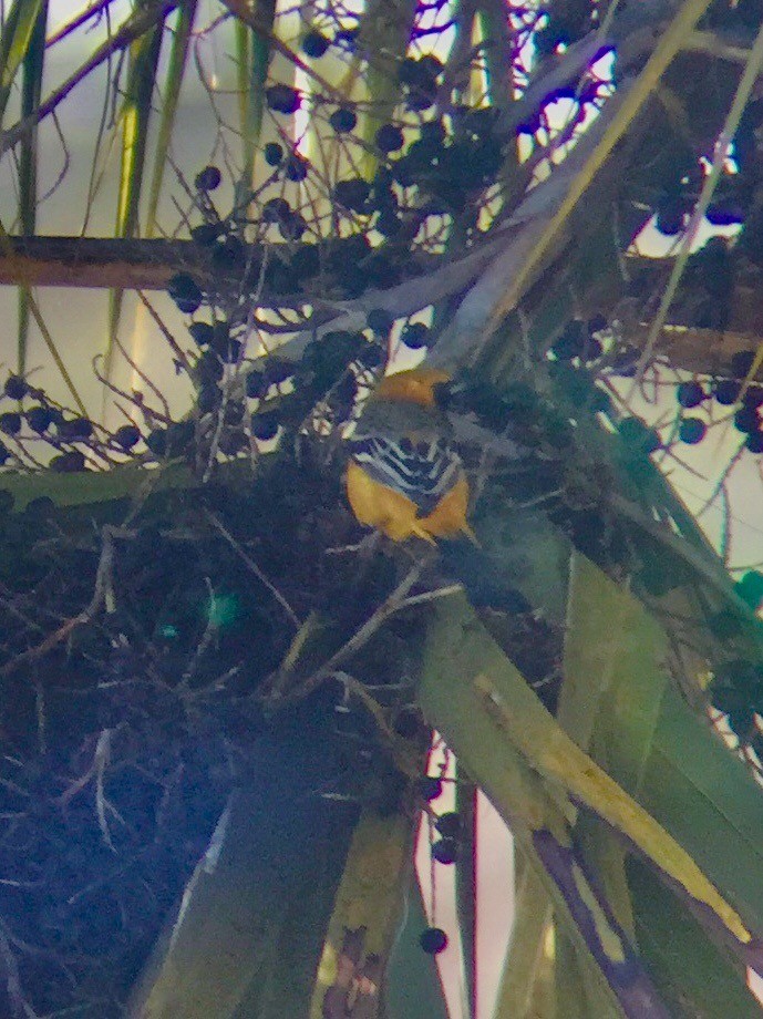 Hooded Oriole - ML198376291