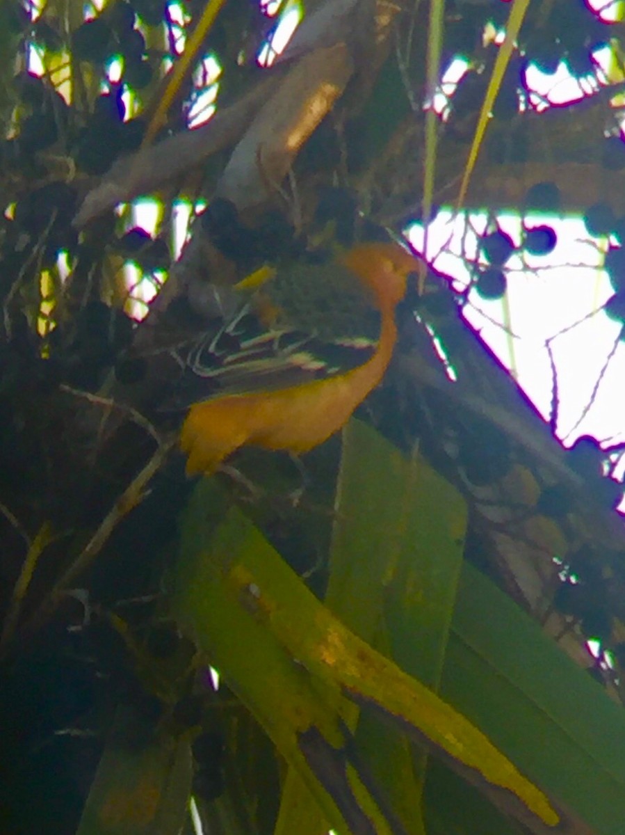 Hooded Oriole - ML198376301