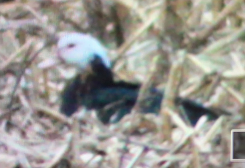 Mallard (Domestic type) - ML198377151