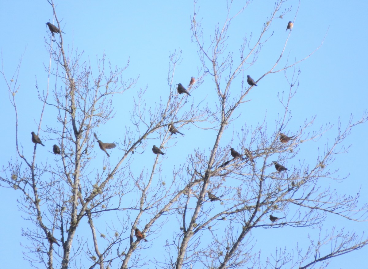 Eastern Bluebird - ML198377371