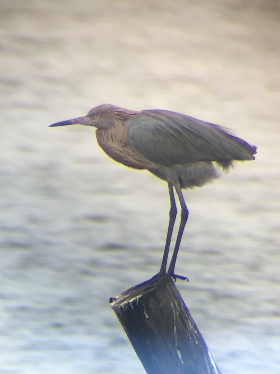 Reddish Egret - ML198378121