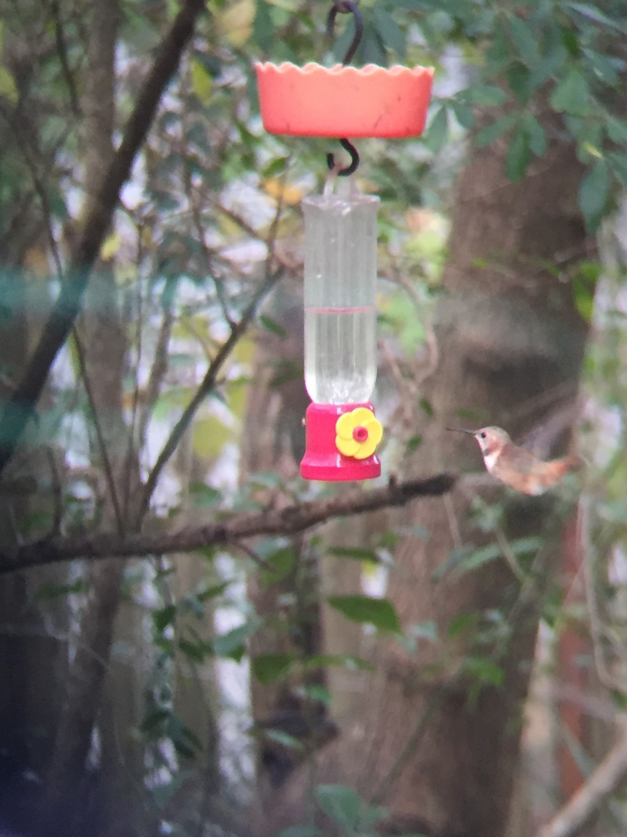 Rufous Hummingbird - ML198379341