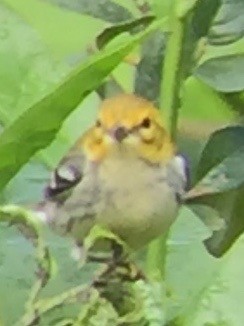 Black-throated Green Warbler - Jon Hoch