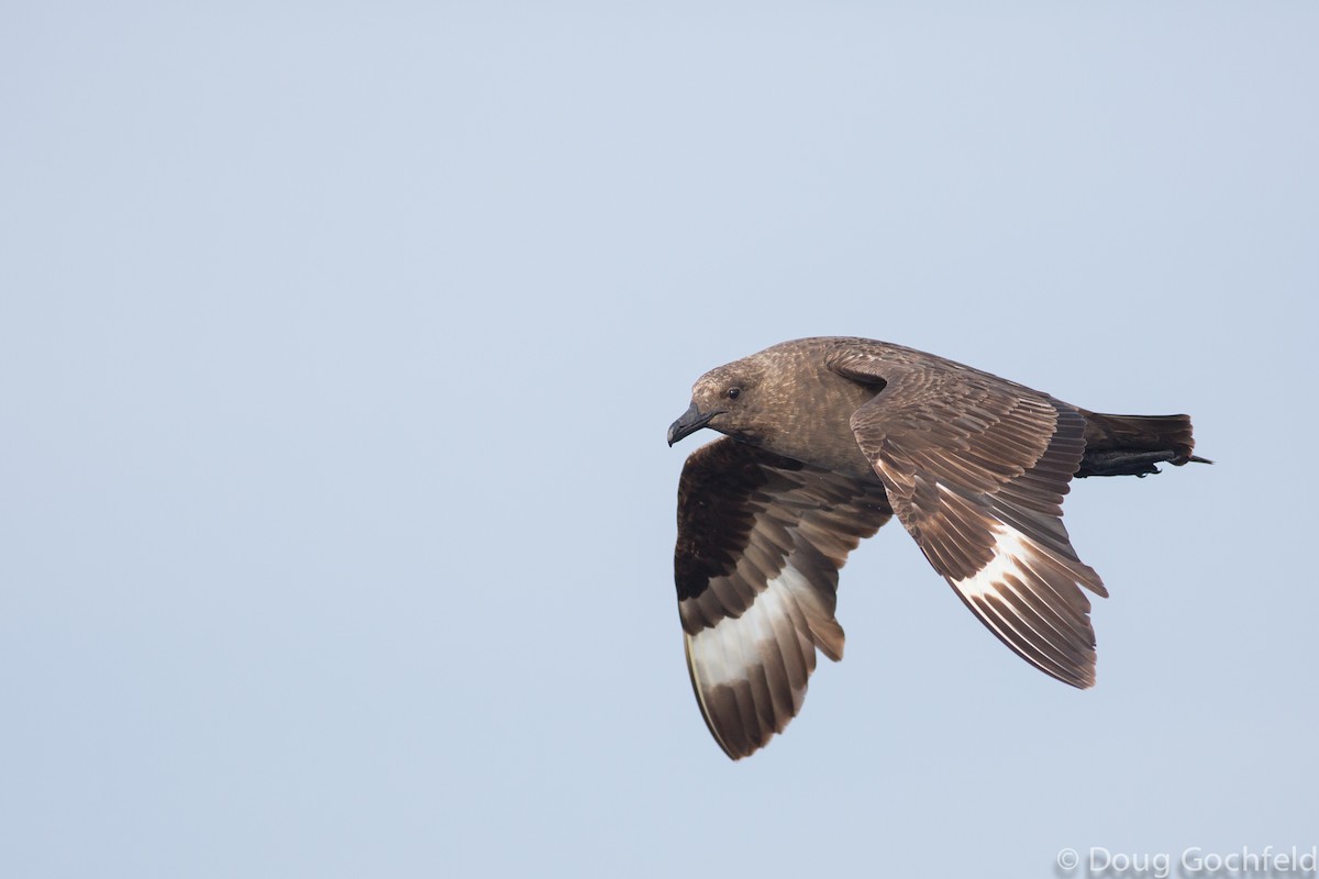 South Polar Skua - ML198379681