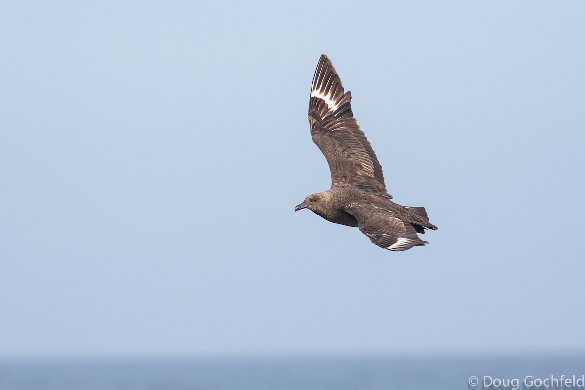 South Polar Skua - ML198379701