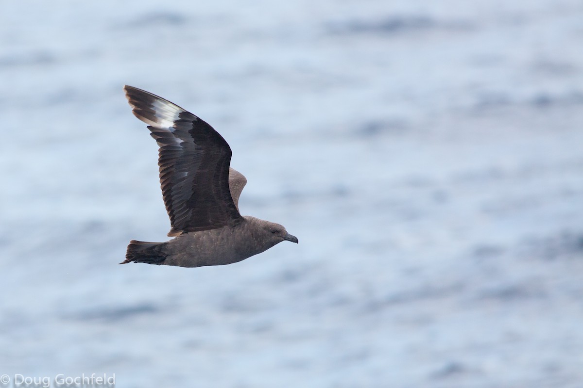 South Polar Skua - ML198379731