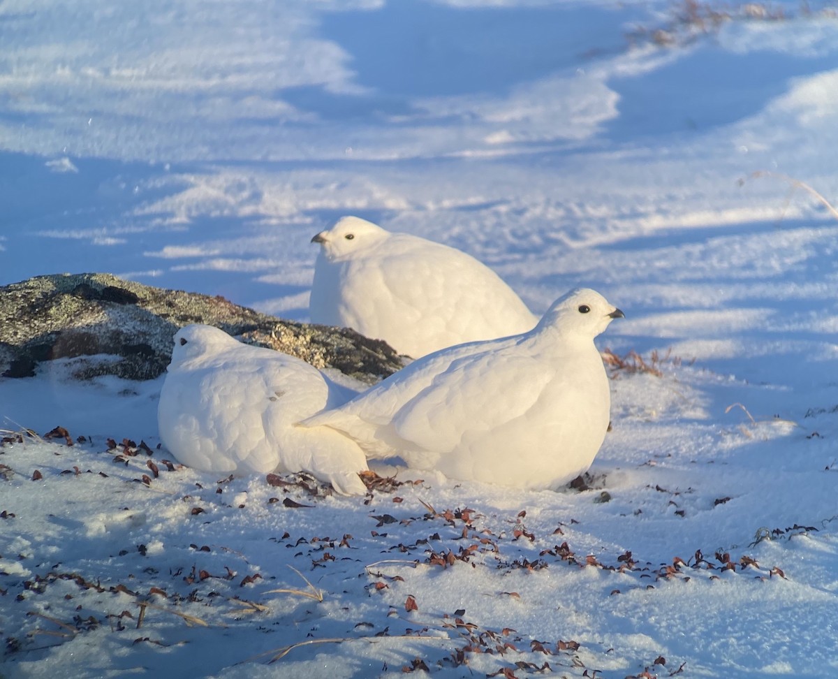 White-tailed Ptarmigan - ML198380391